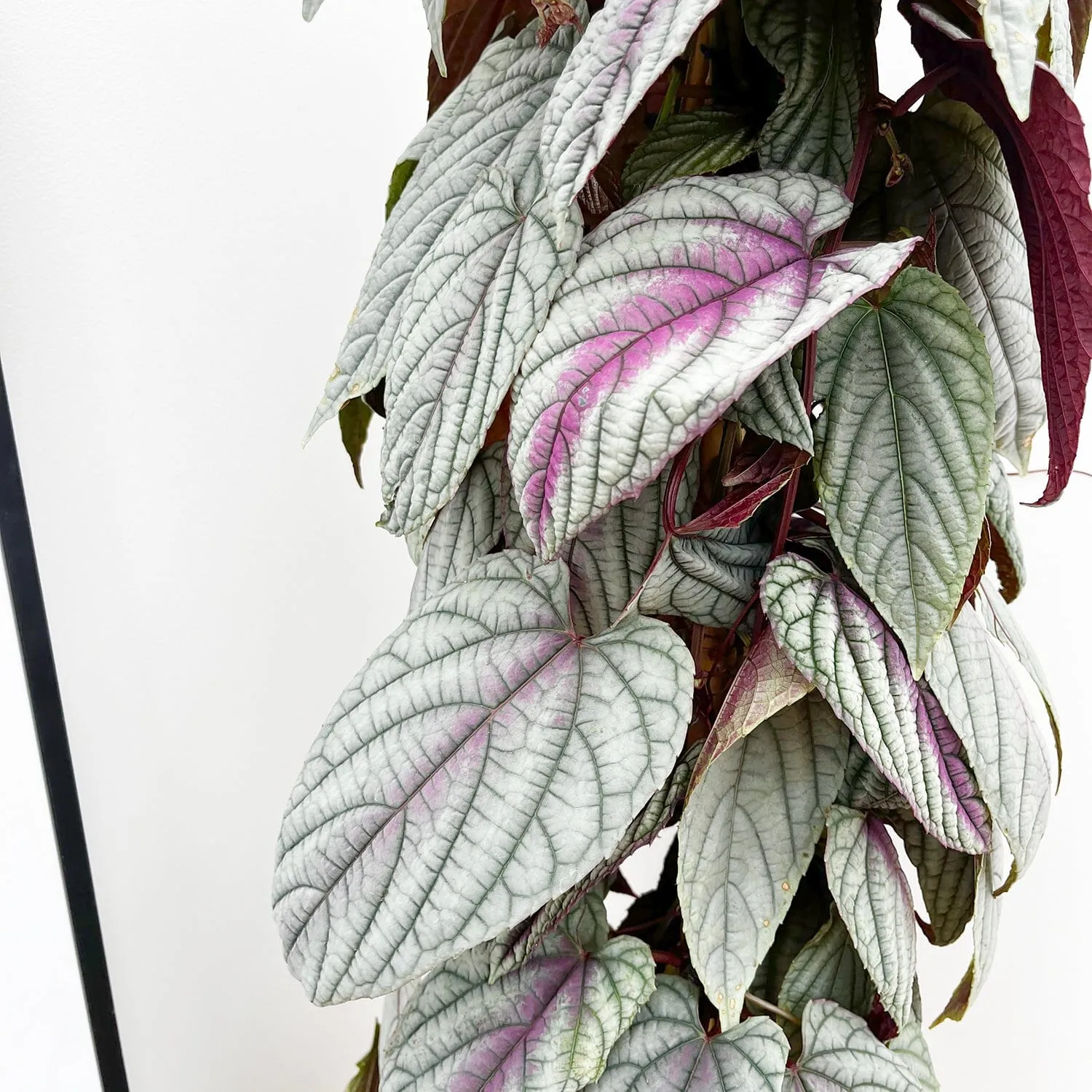 100 - 110cm Cissus Floramagic Violet 24cm Pot House Plant