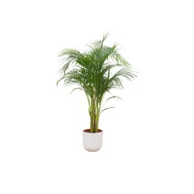 Combi deal - Areca palm (Golden Palm)   Elho Jazz Round ↑ 140 cm